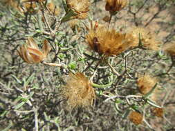 Image of Pteronia succulenta Thunb.