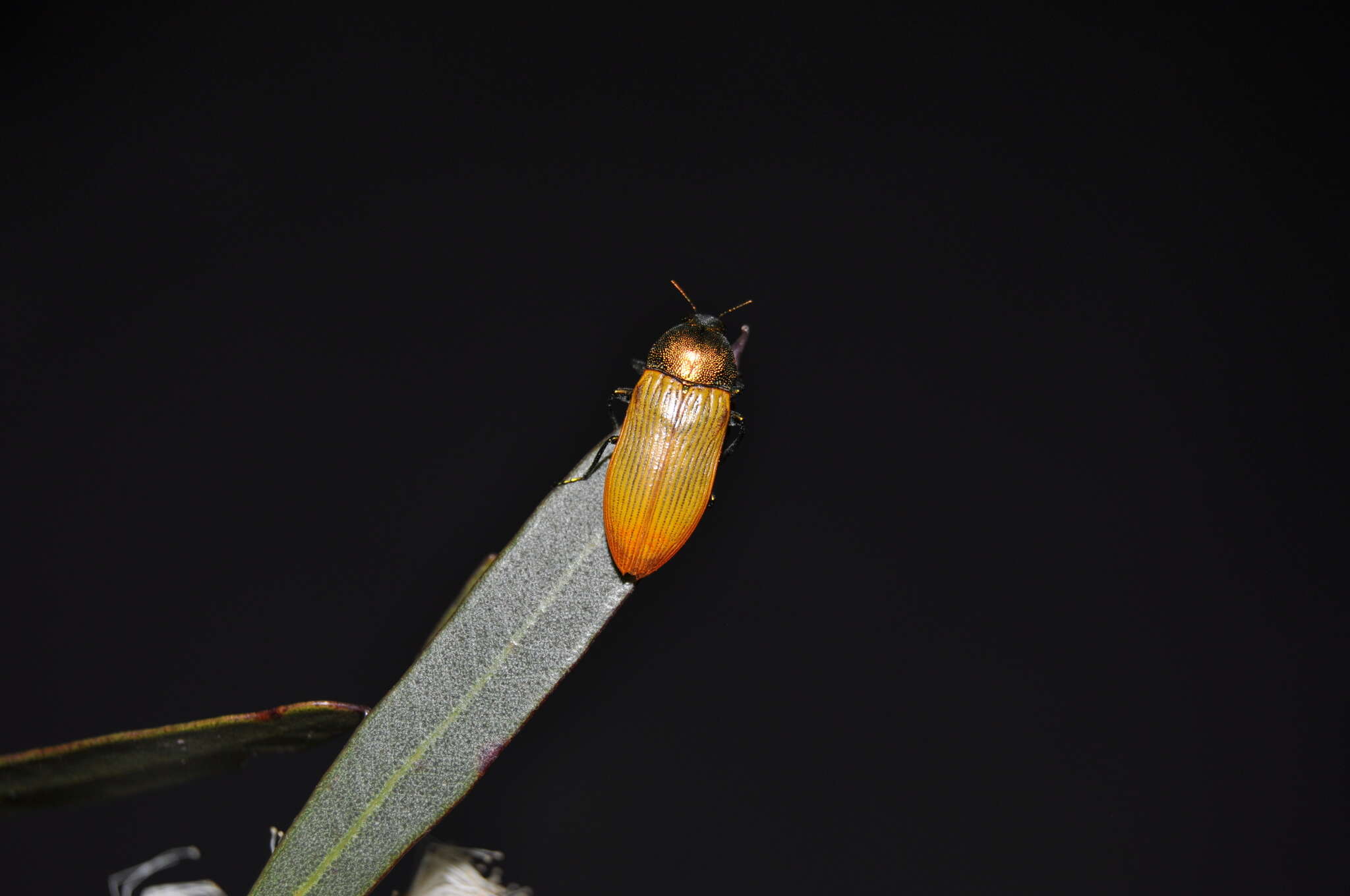 Image of Castiarina subtincta (Carter 1933)