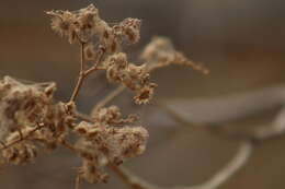 Image of Heliocarpus terebinthinaceus (DC.) Hochr.