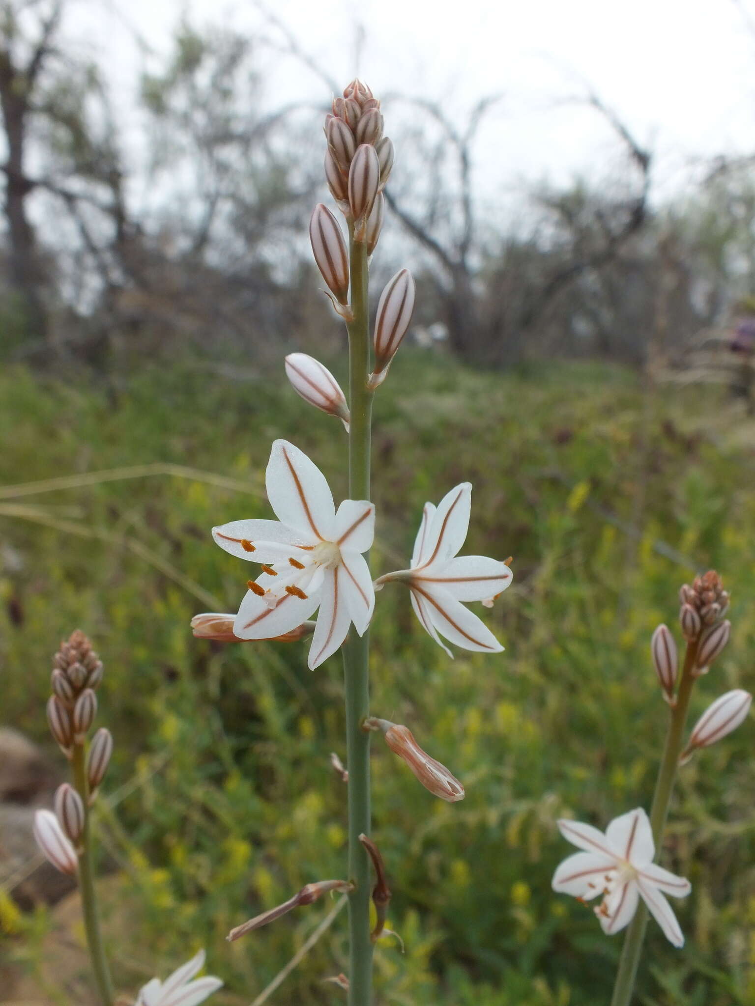 Image of onionweed