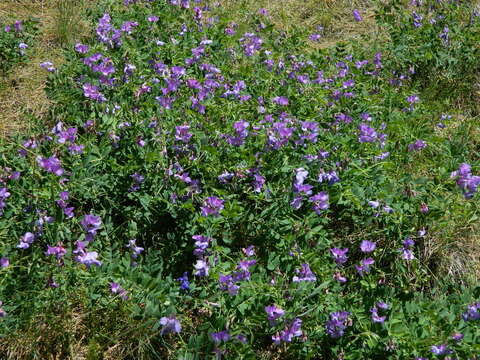 Lathyrus pauciflorus Fernald resmi