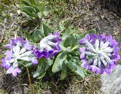 Plancia ëd Primula macrophylla D. Don