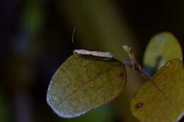 Image of Kiwaia parvula Philpott 1930