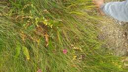 Image of Bistorta officinalis subsp. carnea (C. Koch) Sojak.