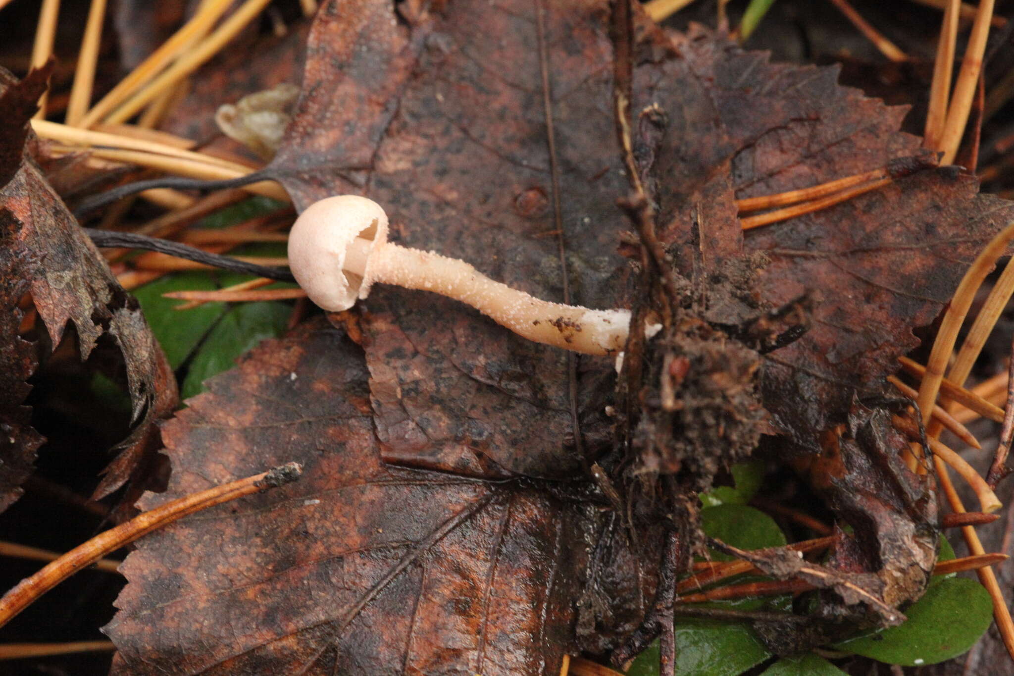 Image de Cystoderma carcharias (Pers.) Fayod 1889