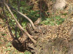 Image of Spotted Wren