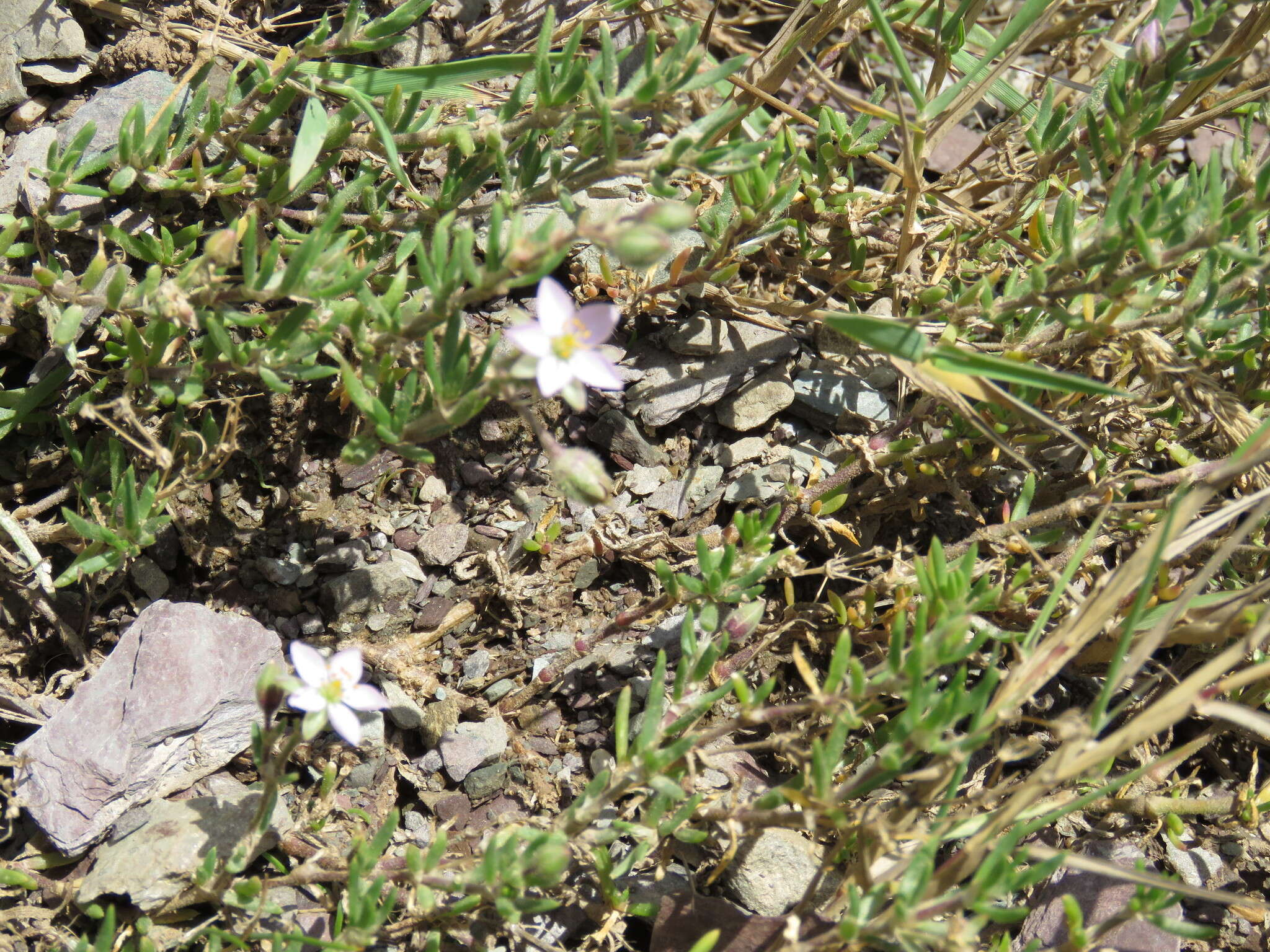 Image of Spergularia rupicola Le Jolis