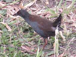 Image of Spotless Crake