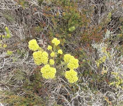 Image of Crassula subulata var. fastigiata (Schönl.) Tölken