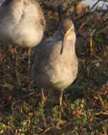 Image of Dowitcher