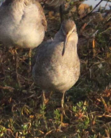 Image of Dowitcher