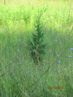 Image of Chinese Juniper