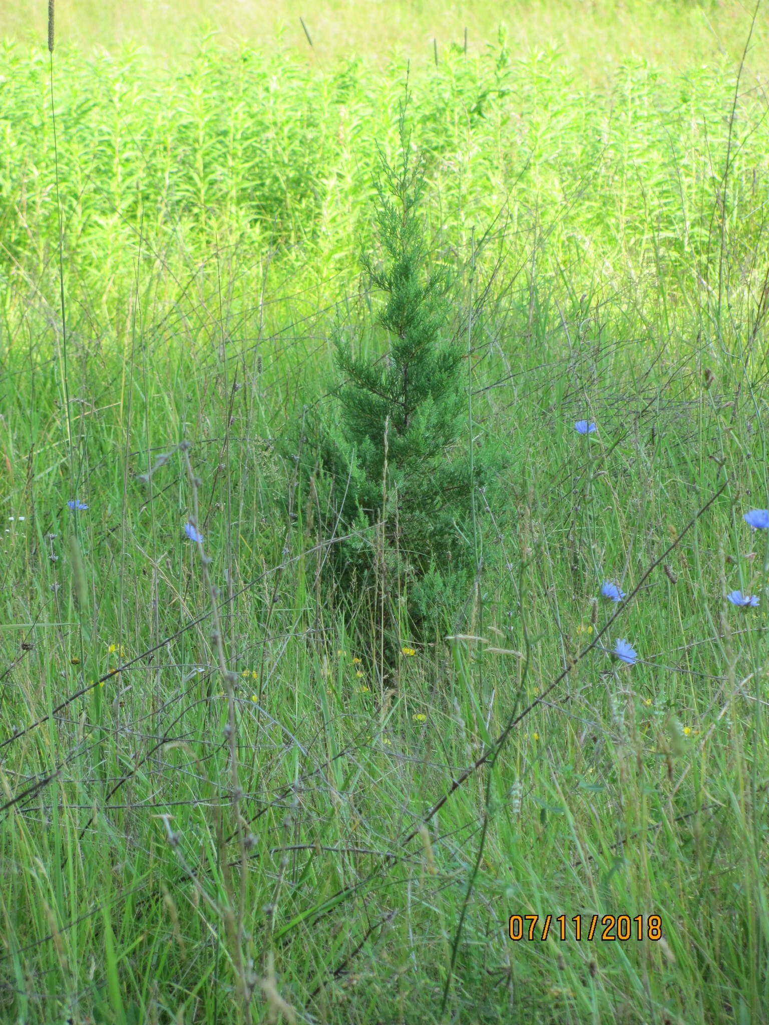 Image of Chinese Juniper