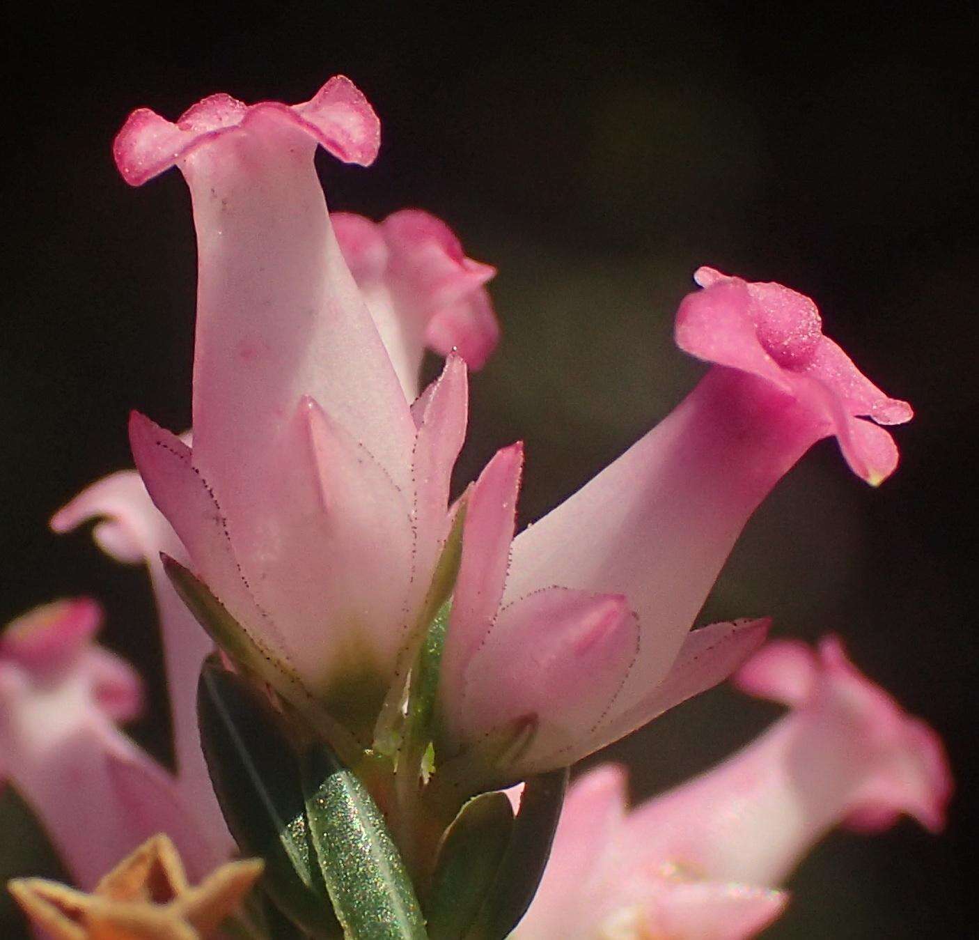 Plancia ëd Erica steinbergiana var. steinbergiana