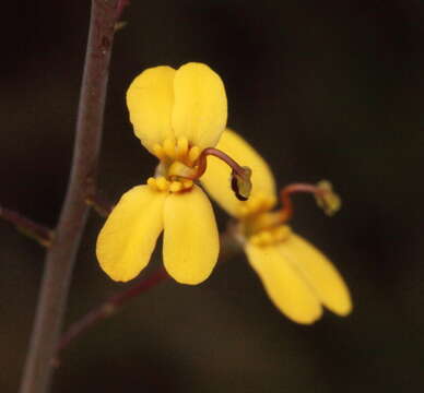 Image of Stylidium daphne A. Lowrie & K. F. Kenneally