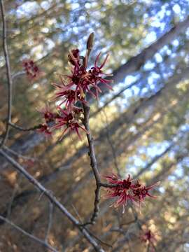 Imagem de Hamamelis ovalis S. W. Leonard