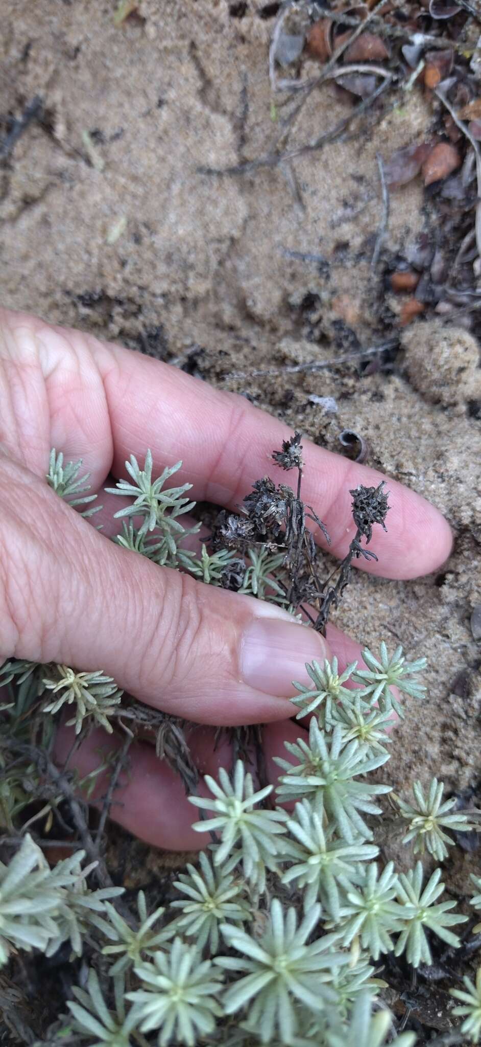 Image of Helichrysum asperum var. comosum (Sch. Bip.) Hilliard