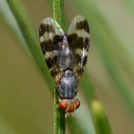 Image of Herina ruficeps Wulp 1867