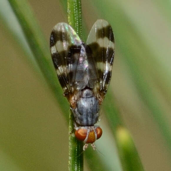 Image of Herina ruficeps Wulp 1867