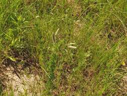 Plancia ëd Dalea villosa var. grisea (Torr. & A. Gray) Barneby