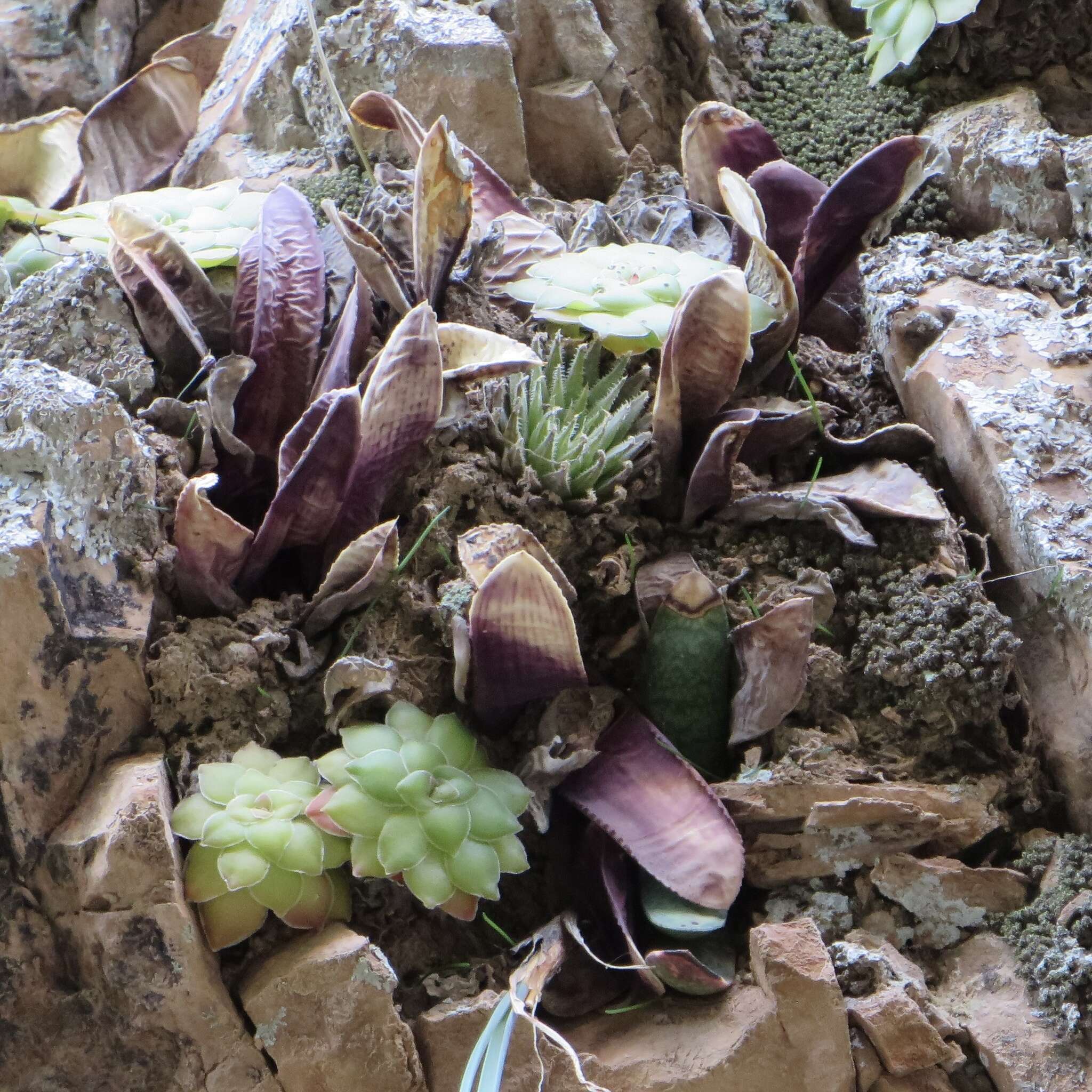 Image de Haworthia marumiana var. viridis M. B. Bayer