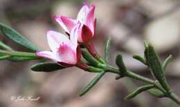 Image of Cyanothamnus nanus var. hyssopifolius