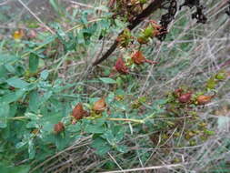 Sivun Hypericum desetangsii Lamotte kuva