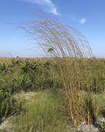 Imagem de Andropogon brachystachyus Chapm.