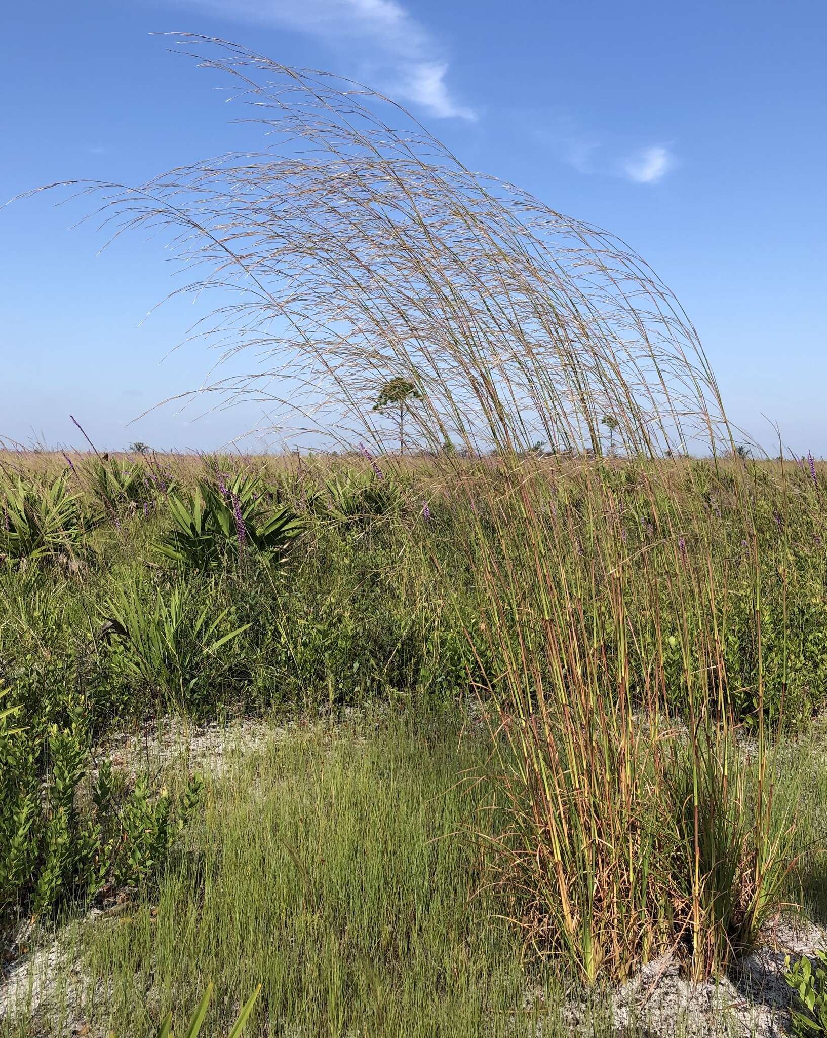 Imagem de Andropogon brachystachyus Chapm.