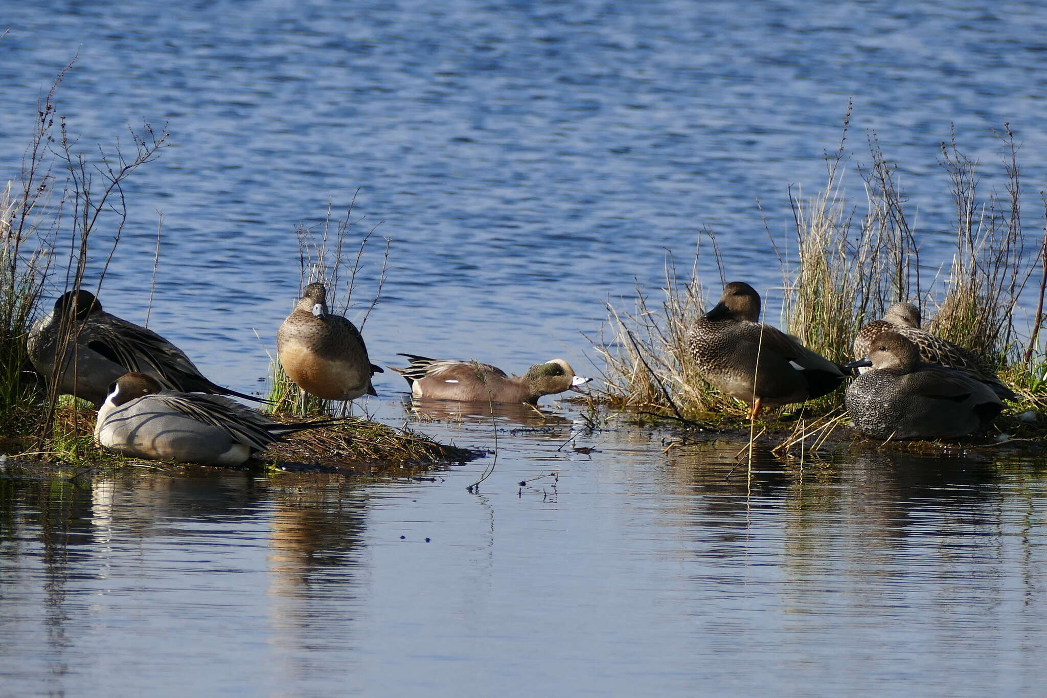 Image of American Wigeon