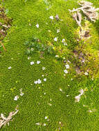 Image of Arenaria dicranoides Kunth