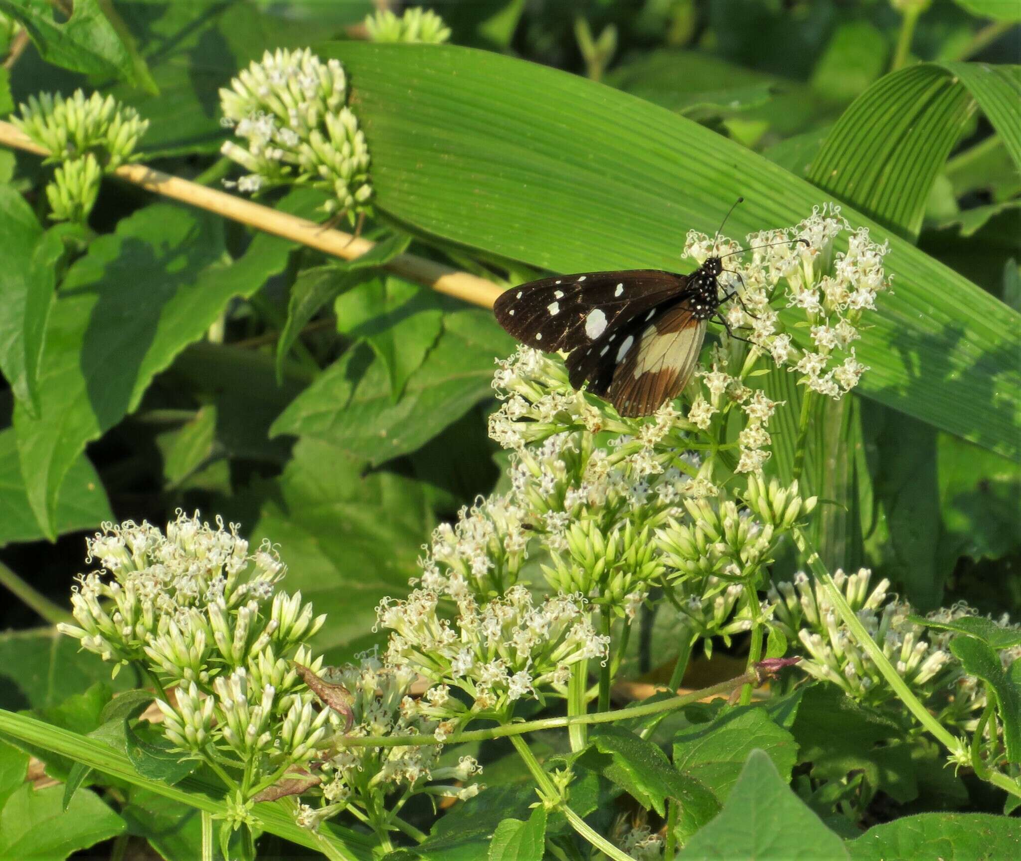 Mikania natalensis DC. resmi