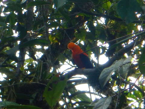 Rupicola peruvianus aequatorialis Taczanowski 1889 resmi