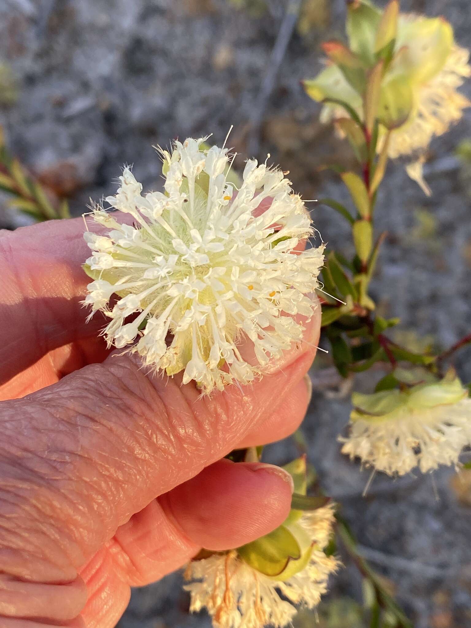 Image of Pimelea lehmanniana Meissn.