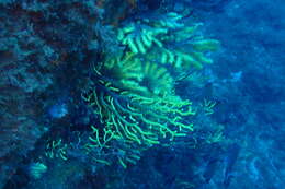 Image of chameleon sea fan