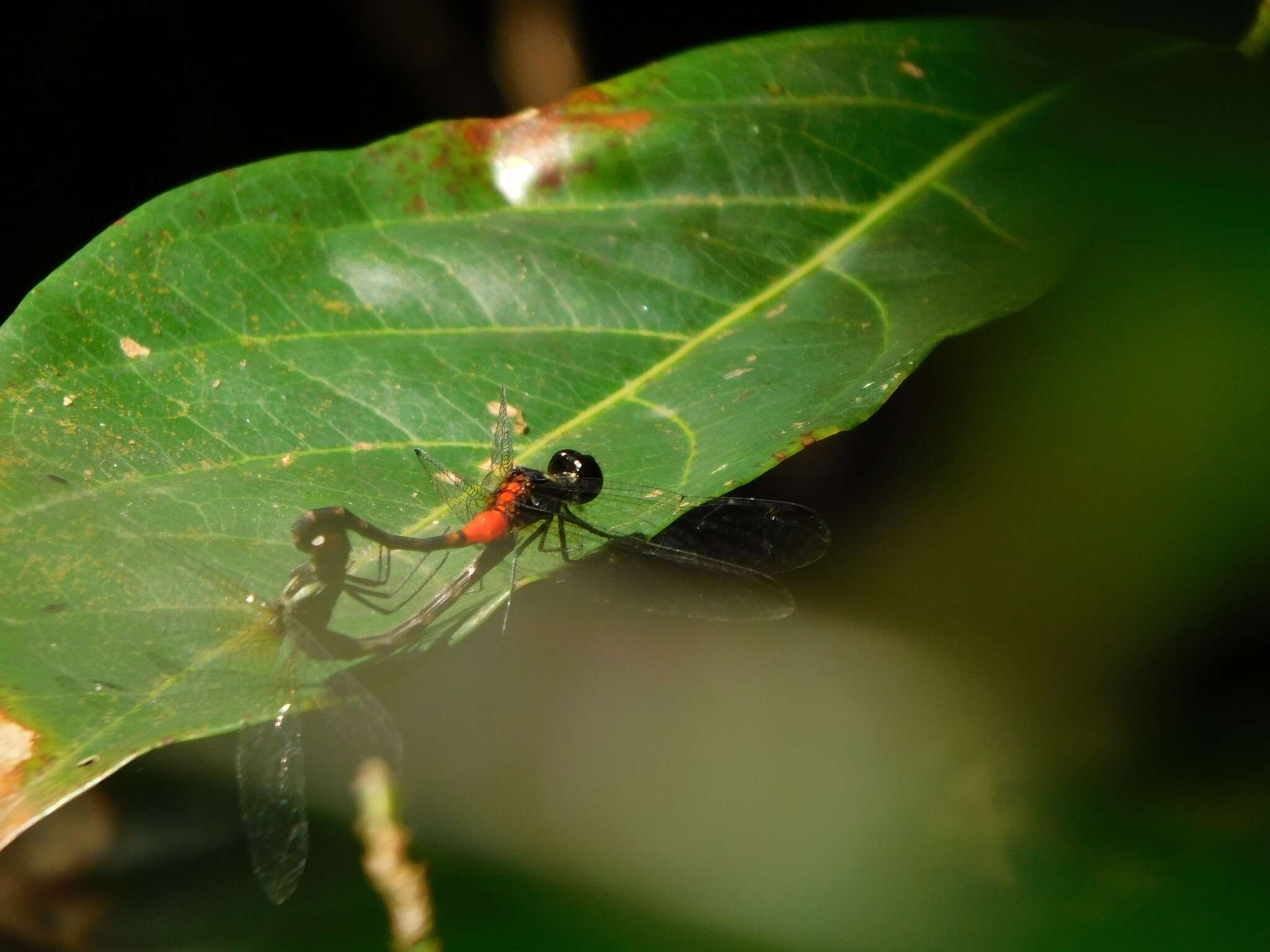 Image of Epithemis mariae (Laidlaw 1915)