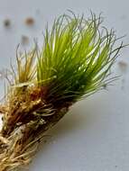 Image of brittle swan-neck moss