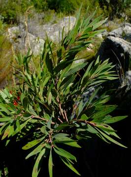 Image of Morella integra (A. Chev.) D. J. B. Killick