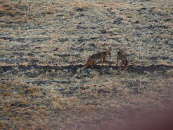 Image of Vulpes vulpes niloticus (É. Geoffroy Saint-Hilaire 1803)