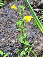 Image de Gratiola aurea Muhl.