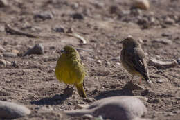 Image of Greater Yellow Finch