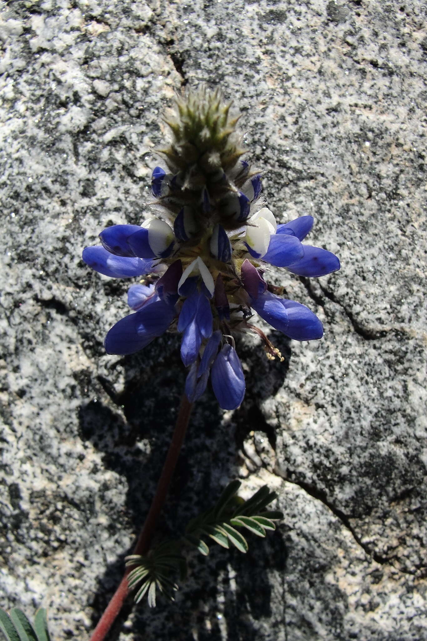 Image of Dalea azurea (Phil.) Reiche