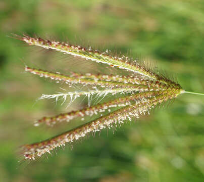 Image of swollen fingergrass