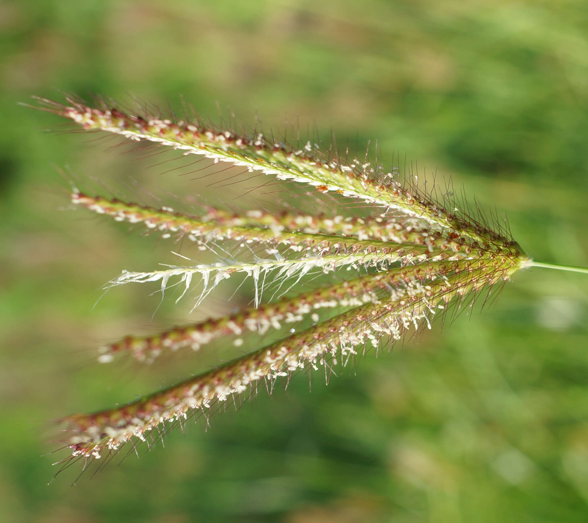 Imagem de Chloris barbata Sw.