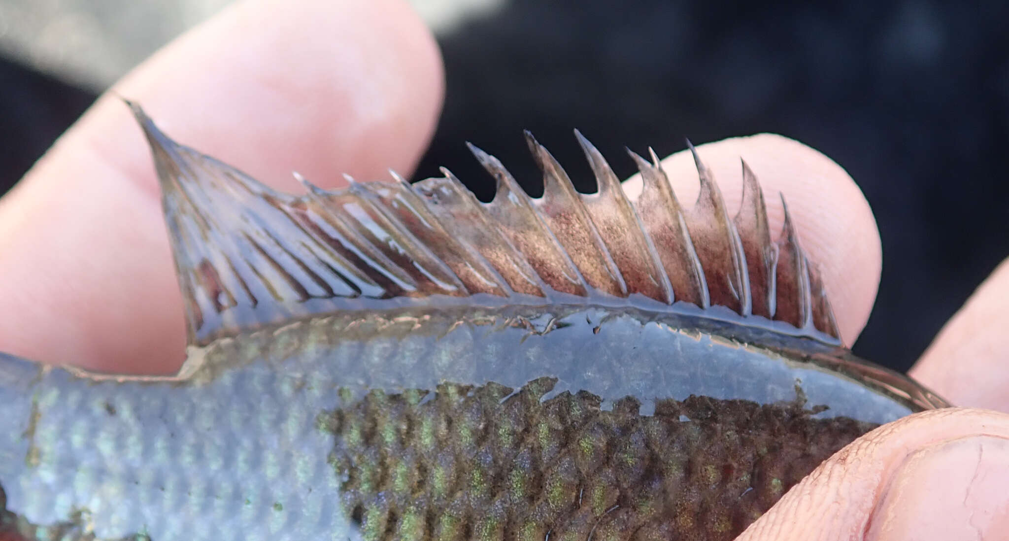 Image of Banded bream