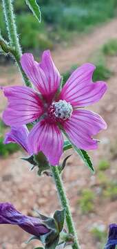 Image of Malva olbia (L.) Alef.