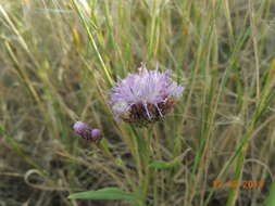 Imagem de Saussurea amara (L.) DC.