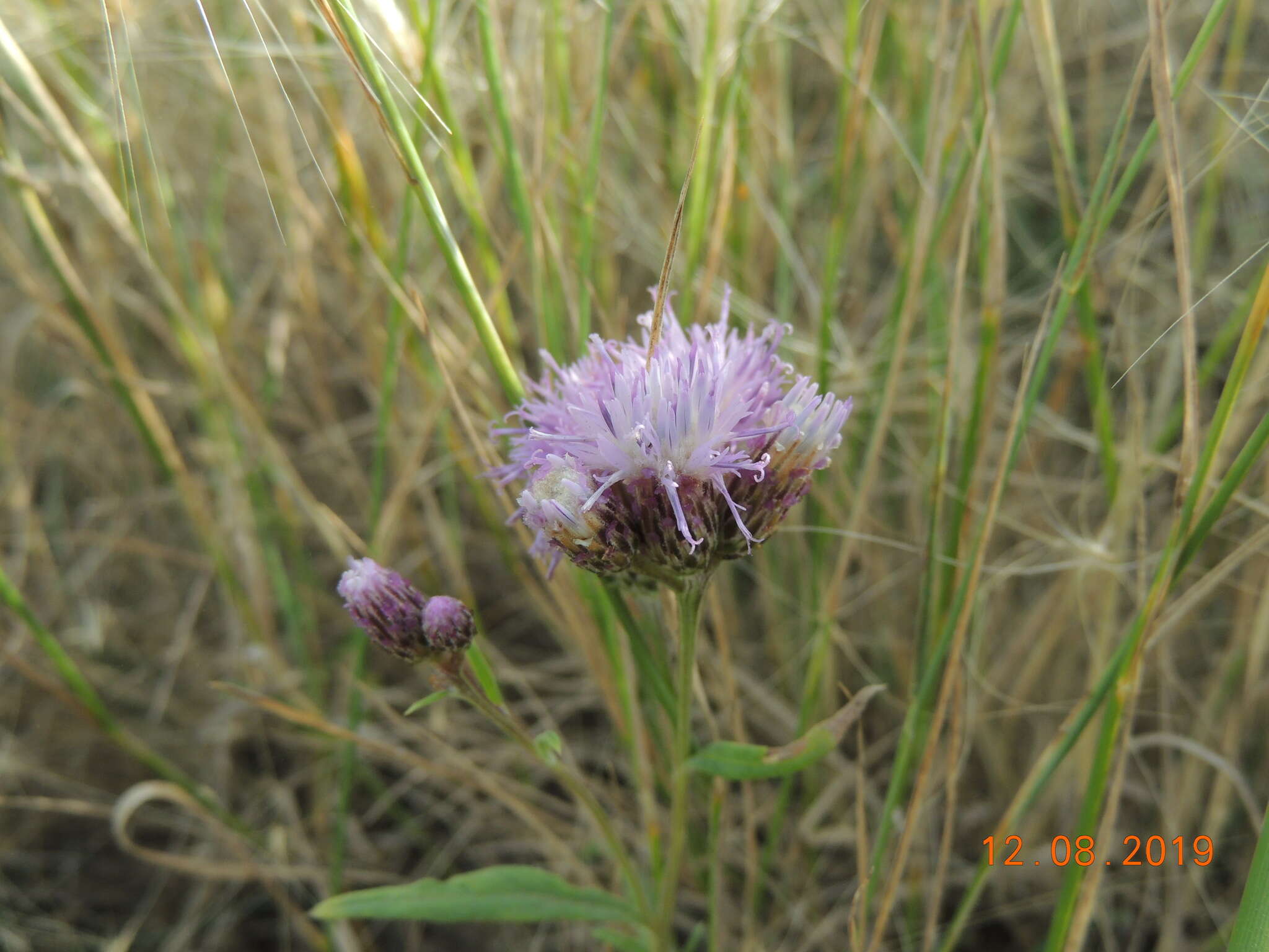 Imagem de Saussurea amara (L.) DC.