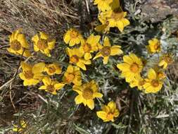 Plancia ëd Eriophyllum lanatum var. leucophyllum (DC.) W. R. Carter