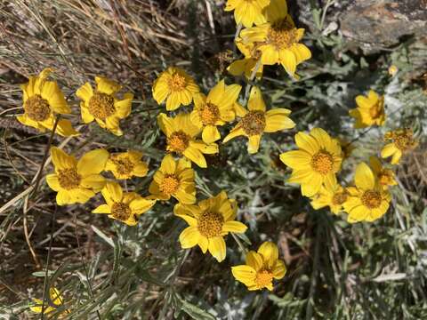 Imagem de Eriophyllum lanatum var. leucophyllum (DC.) W. R. Carter